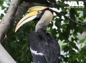 Great Hornbill