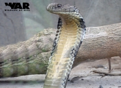 King Cobra
