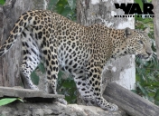 Indochinese Leopard
