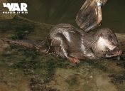 Asian Small-clawed Otter