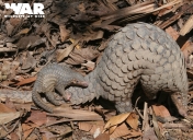 Pangolin